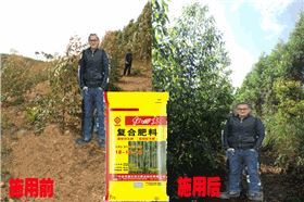 批发桉树专用肥